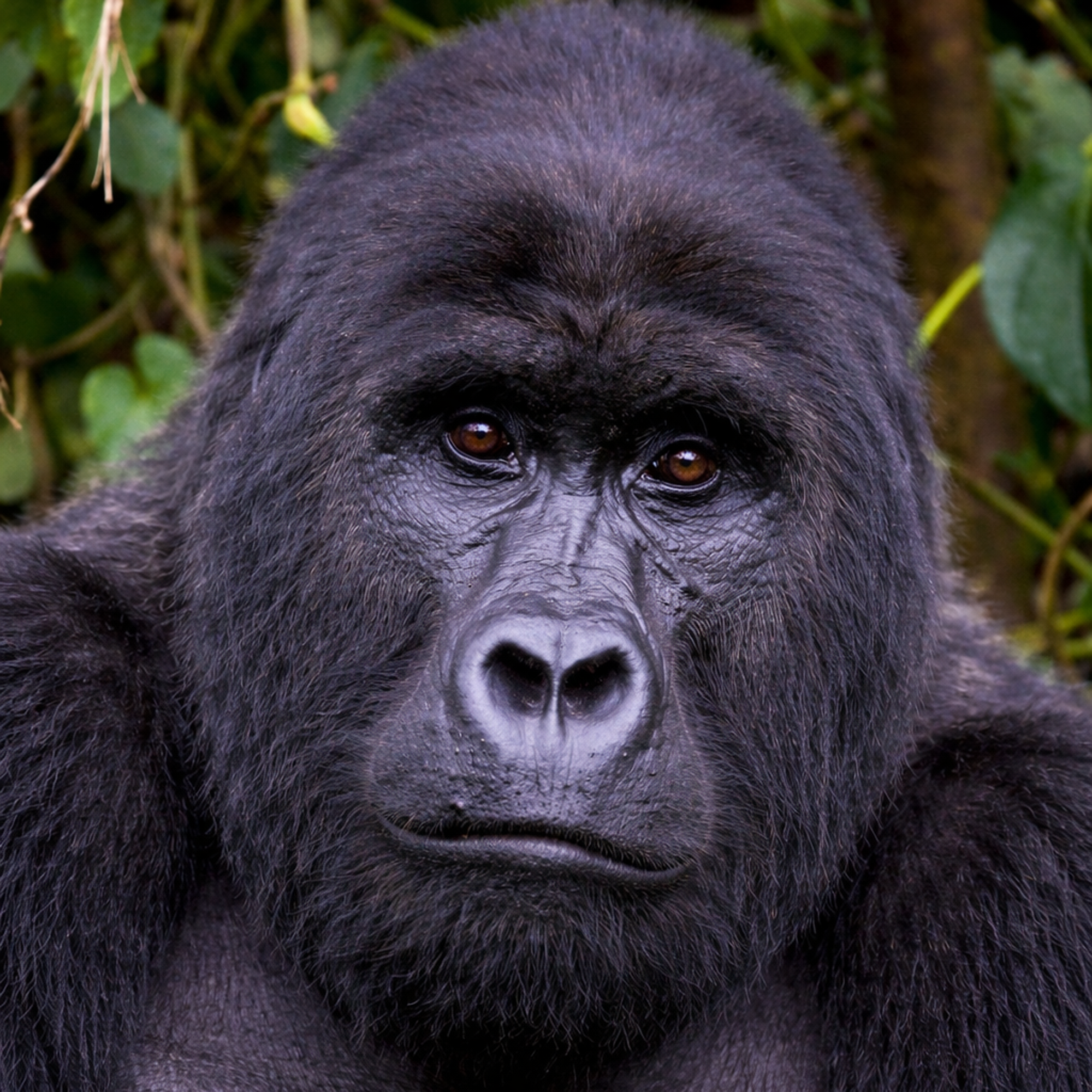 Silverback Mountain Gorilla Bwindi — Tailor-Made Photographic Safaris Uganda